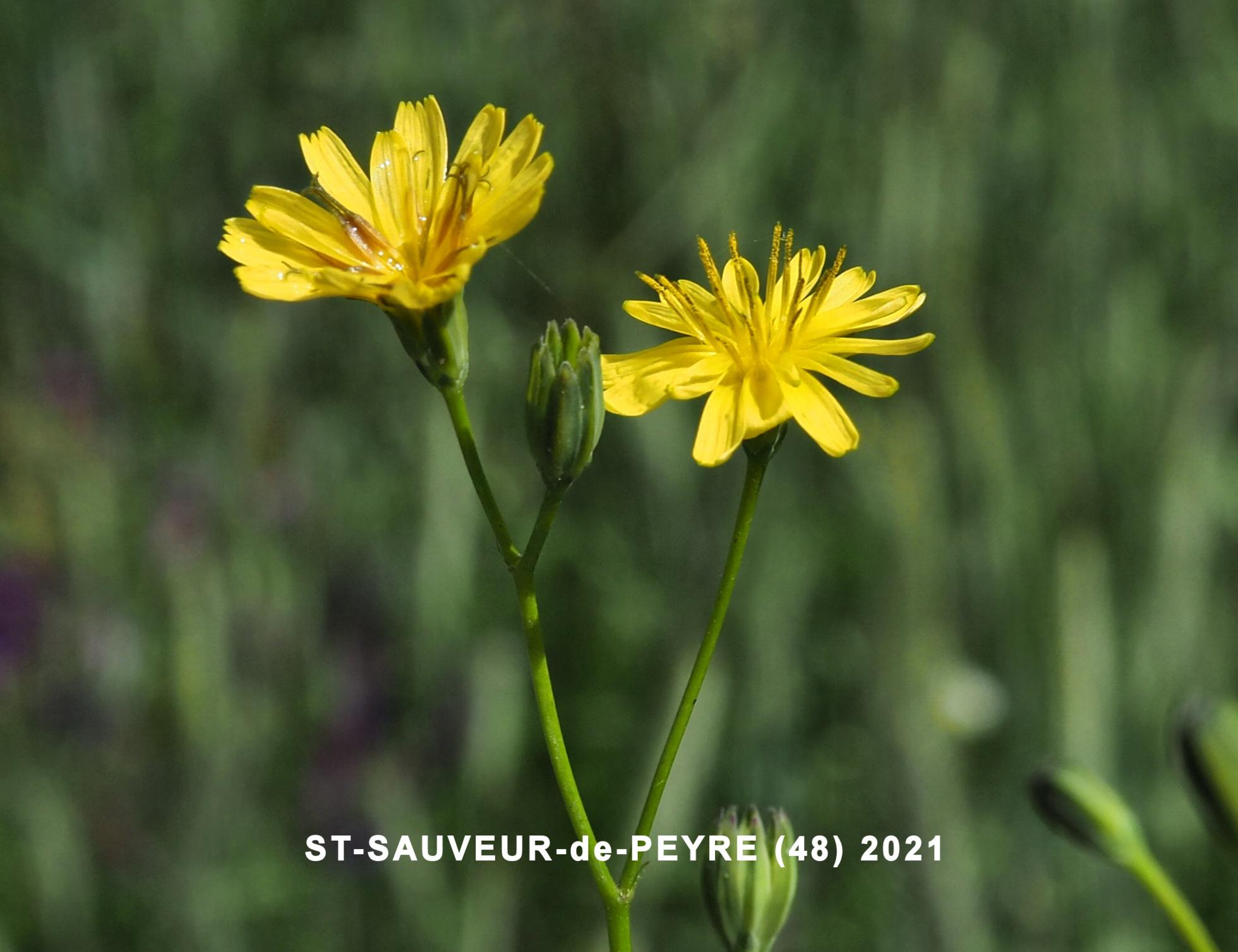 Nipplewort